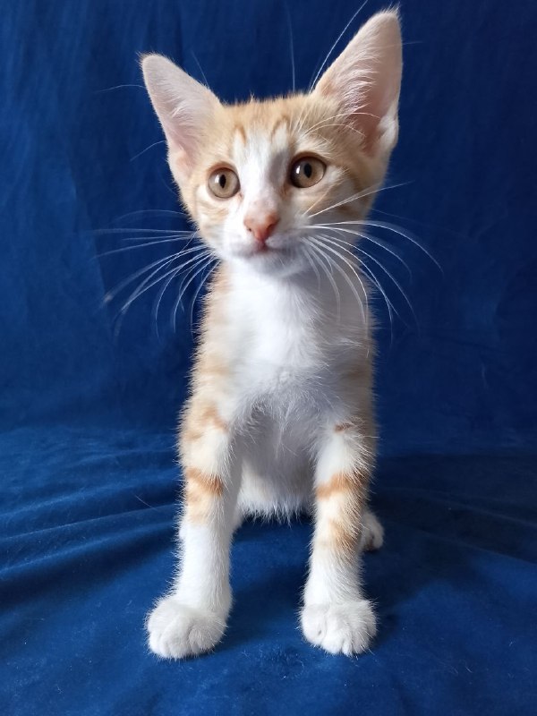 Котенок рыжий Лучик для дома 5