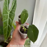 Комнатные растения, цветы 10