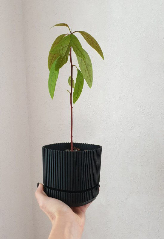 Авокадо молодой растение