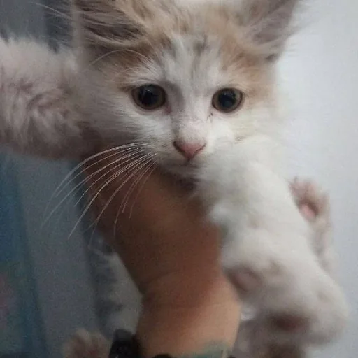 Котята Лари и Тетри
