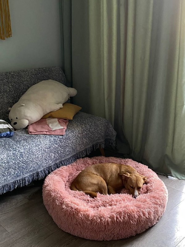 Лежаночки для собак и кошек разного размера 6