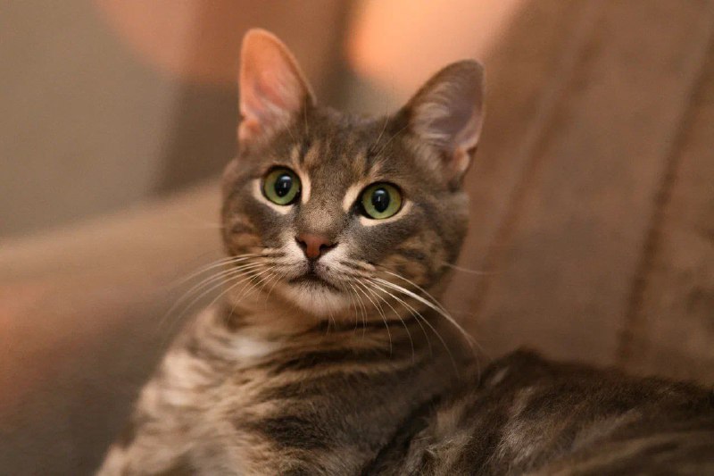 Кошка Эш ищет семью 3