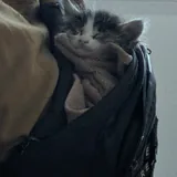 Котенок девочка 2