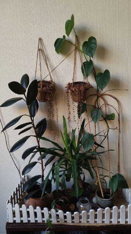 Растения, велосипед, духи, увлажнитель, гитара, массажёр