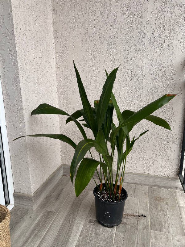 Аспидистра комнатное растение, Кашпо Jysk диаметр 24см 3