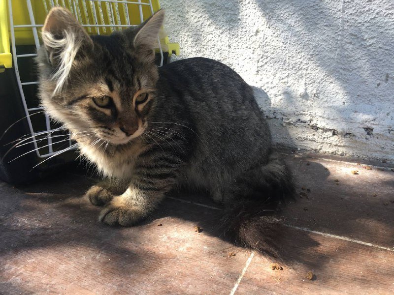 Котенок в хорошие руки