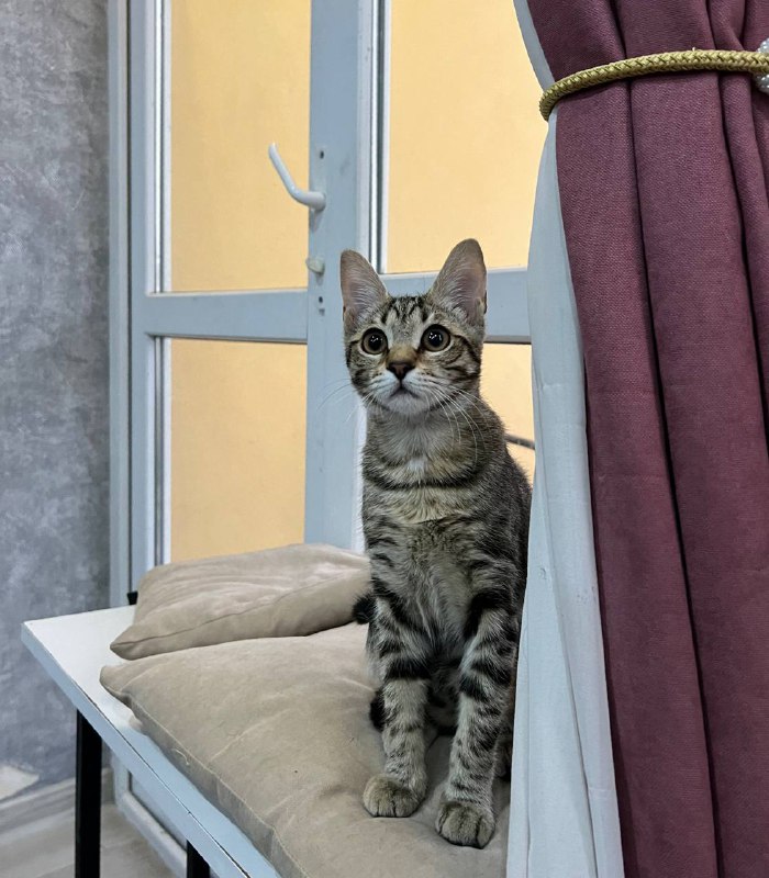 Котёнок Пикси микросервал для дома 5