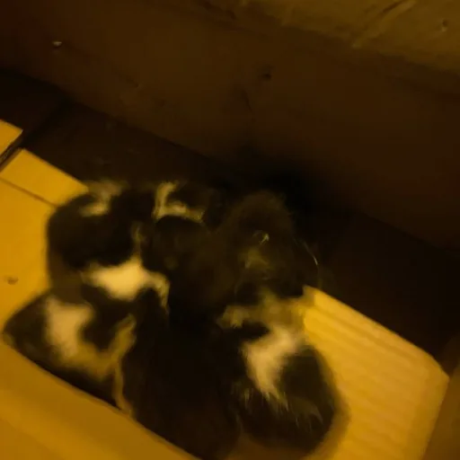 Котята