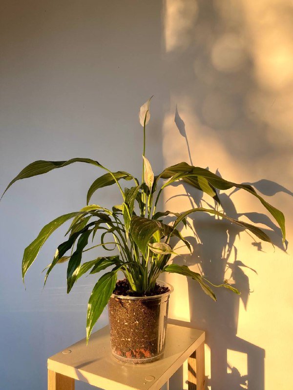 Спатифиллум (женское счастье) растение в прозрачном горшке