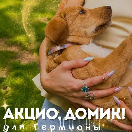 Гермиона, щенок