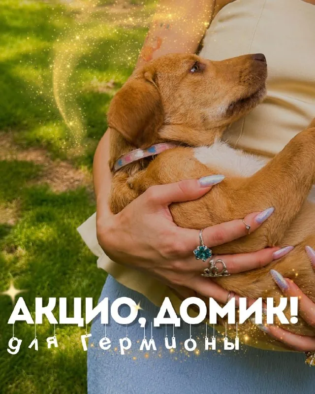 Гермиона, щенок 1