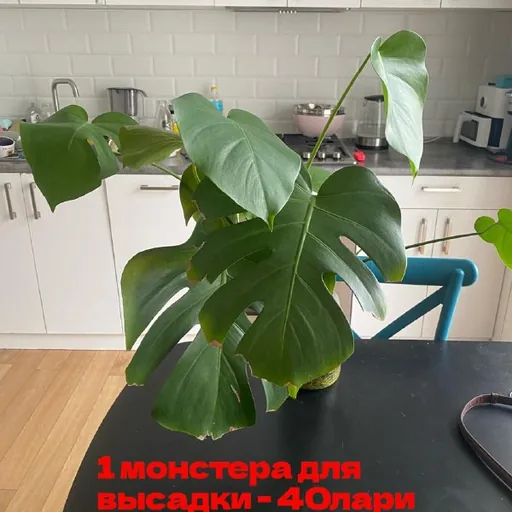Монстеры, фикусы