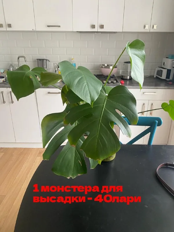 Монстеры, фикусы 1