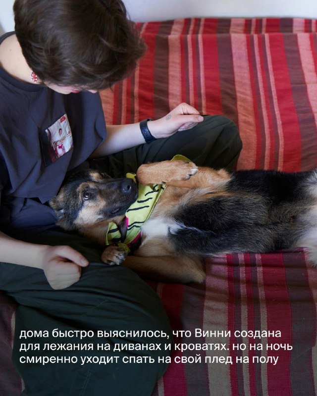 Винни, собака ищет дом 3