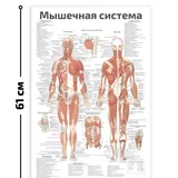 Настенные плакаты анатомии 3