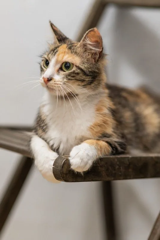 Кошка Флаффи 1