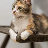 Кошка Флаффи 1