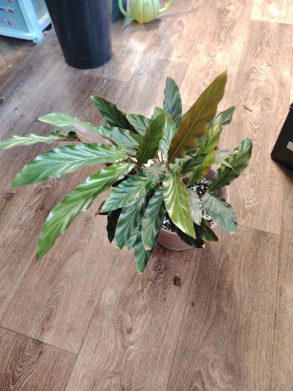 Сингониум ушколистный, Филодендрон Майо, Филодендрон неон, Калатея, Сциндапсус, Стрелиция Николая 4