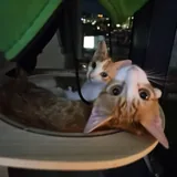 Котята 3