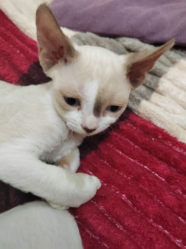 Котята Девон Рекс