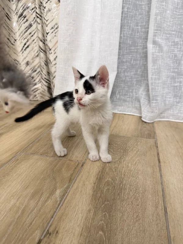 Котёнок Патч ищет семью 1