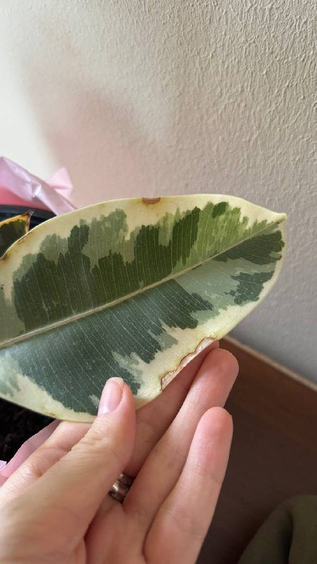 Фикус эластика 4