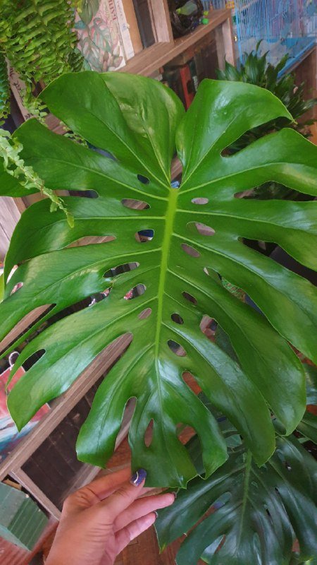 Монстера 130 см на опоре 2