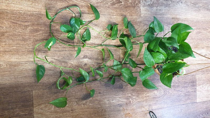 Драцена, Филодендрон, Хеппи лив, Диффенбахия, Аглаонема, Нолина, Сциндапсус, Монстера, Марбл квин, Сансевиерия 7