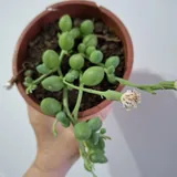 Комнатные растения, суккуленты, каллизия, крестовник, кислица 3