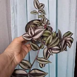 Хедера, Каллизия, Нефролепис, Зебрина, Традесканция, Монстера, Строманта 4