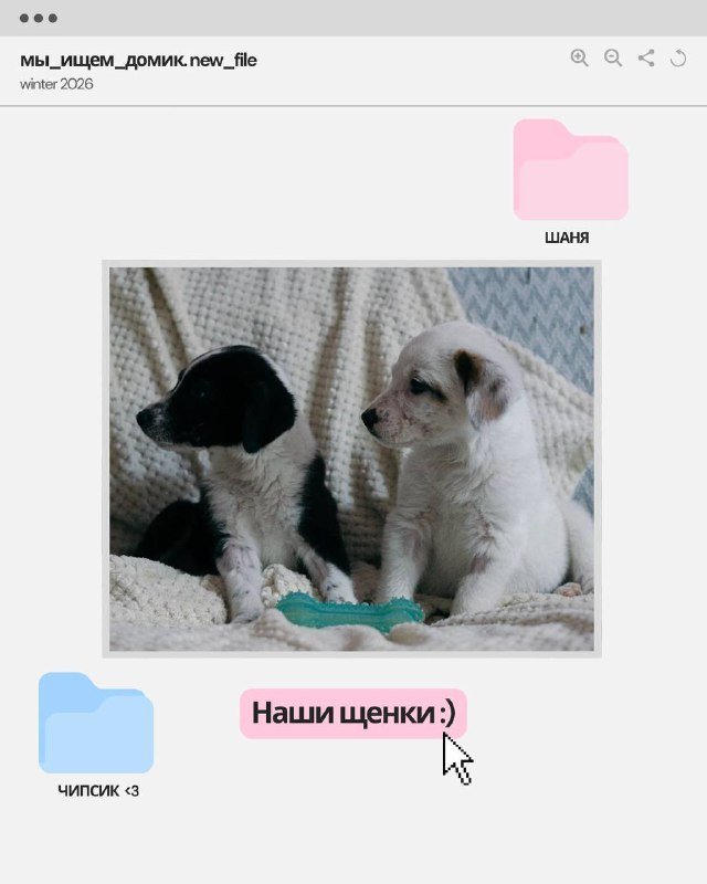 щенки белая девочка и черный мальчик ищут дом