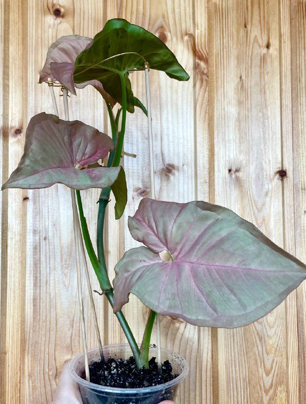 Сингониум Пинк Неон домашнее растение с розовыми листьями 2