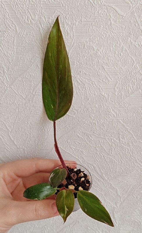 Комнатные растения 6