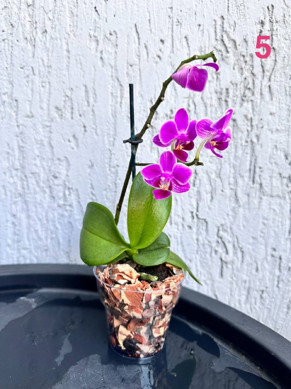 Орхидеи Phalaenopsis mini с горшком 5