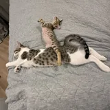 Ася, кошка 5