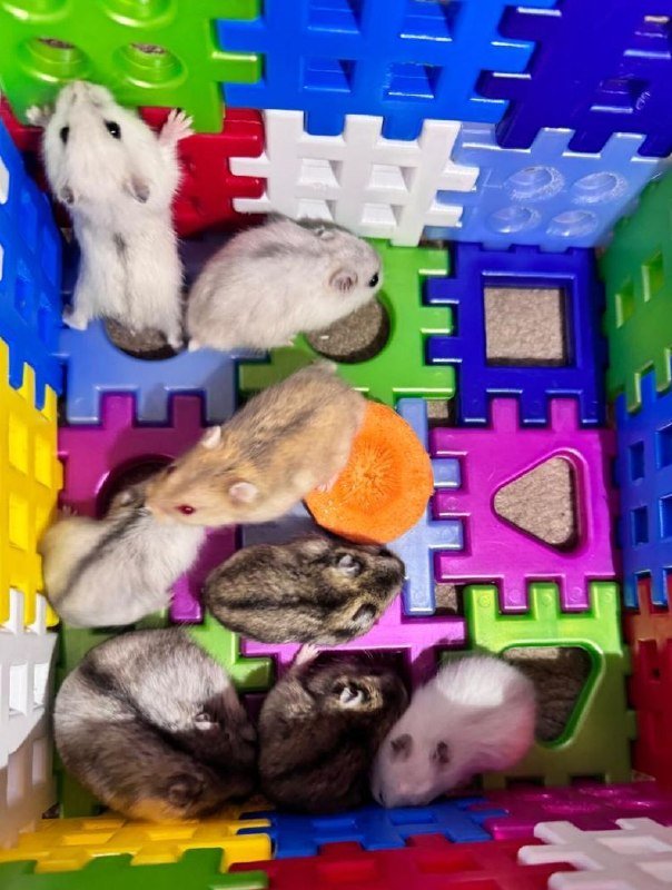 Джунгарские хомячки