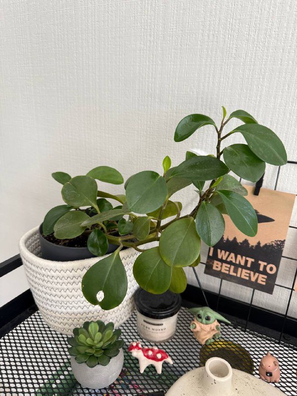 пеперомии в горшках