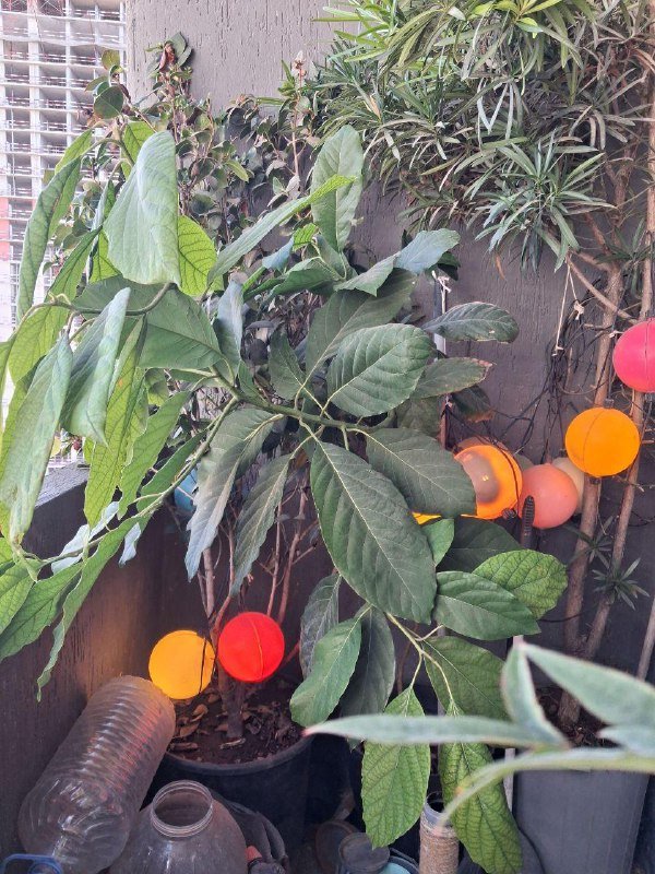 Лимон, Камелия, Можжевельник, Виноград, Нандина, Роза, Олеандр, Авокадо, Мушмула, Аукба, Кипарисовик, Фикус микрокарпа, Каркас качели 4