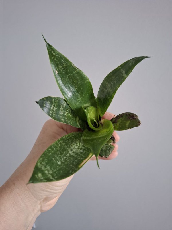 Цветы суккуленты, фикус, сингониум, строманта 9