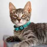 Котенок Эдвард Каллен 1