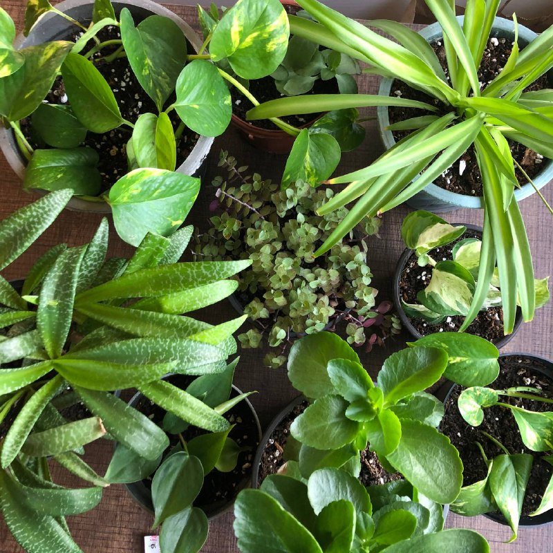 Хлорофитум, Сциндапсус, Каланхое, Каллизия, Ледебурия цветы в горшках