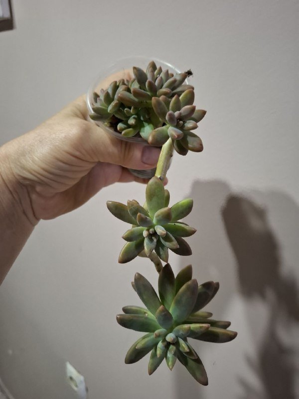 Монстера, рафидофора, хлорофитум, аспарагус, каланхоэ, суккулент, фикус, диффенбахия 9