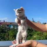 Два котёнка ищут дом 3