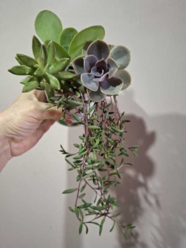 Монстера, Хлорофитум, Перец, Папоротники, Суккуленты, Фикус, Строманта, Эуфорбия 8