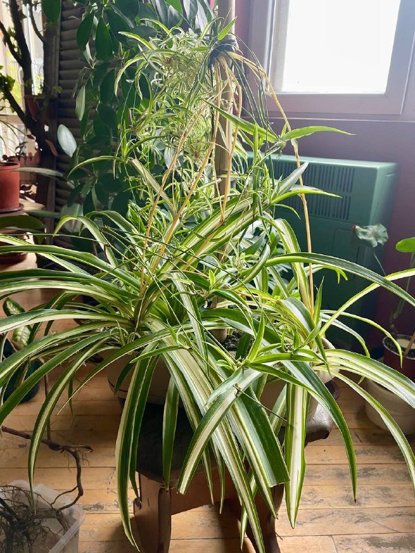 Сансевиерия, Чайная Роза, Канна лилия, Хлорофиум, Герань, Толстянки 4