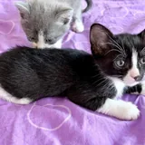 Котята 8