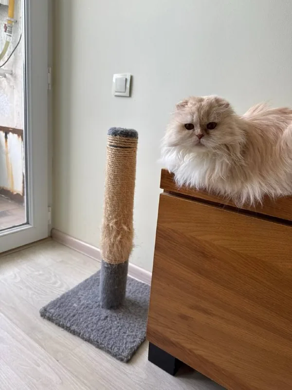 Когтеточка