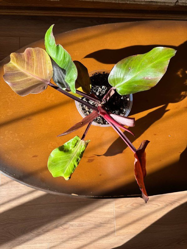 филодендрон Imperial Red (Rojo Congo) 3