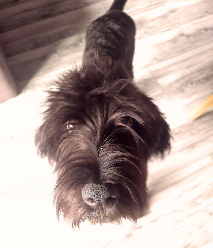 Щенок Боб ищет дом и любящих родителей 2