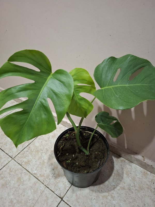 Монстеры разных размеров, рафидофора, папоротник, суккуленты, роули 2